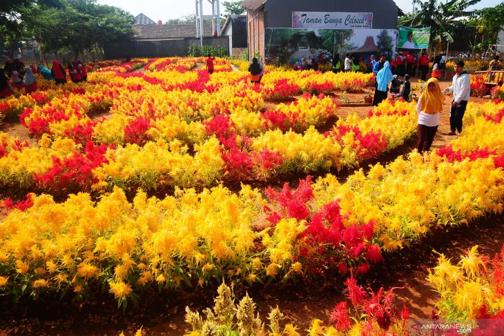 Warna-warni taman bunga Celosia di Kudus - ANTARA News