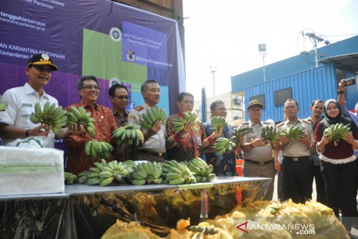 Potensi ekspor pisang dari Kalbar masih terbuka lebar
