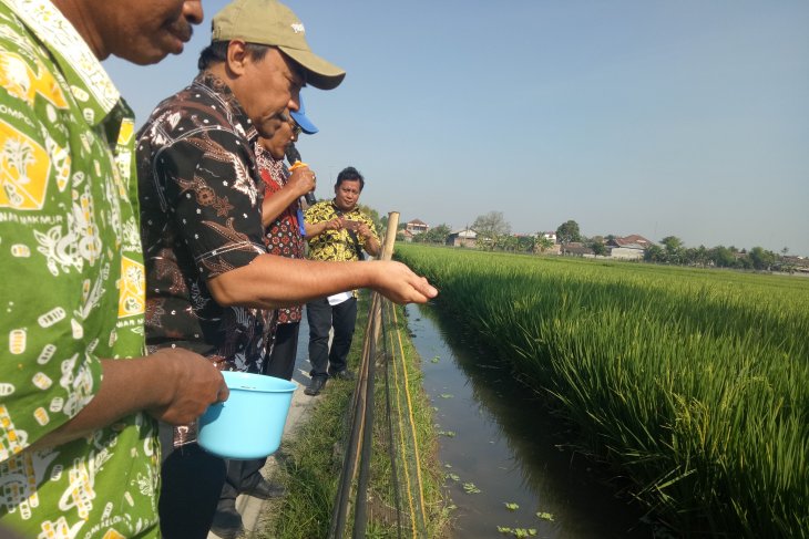 KKP tingkatkan produksi budidaya dengan salurkan benih-pakan ikan