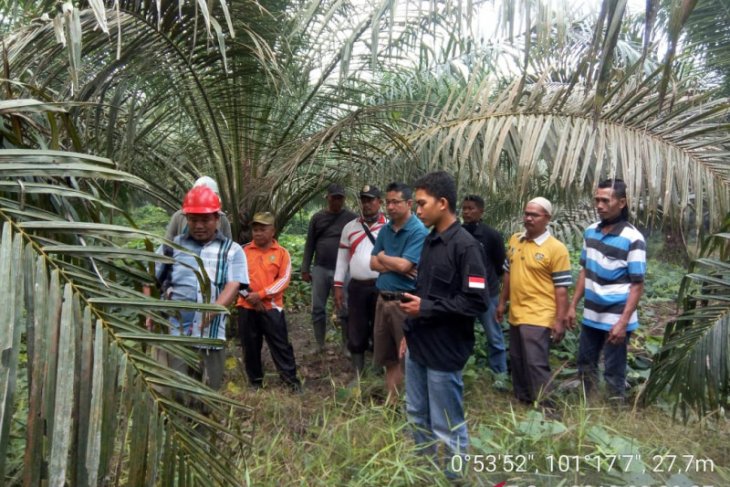 Sumatran tigers attack several cows in Riau: BKSDA