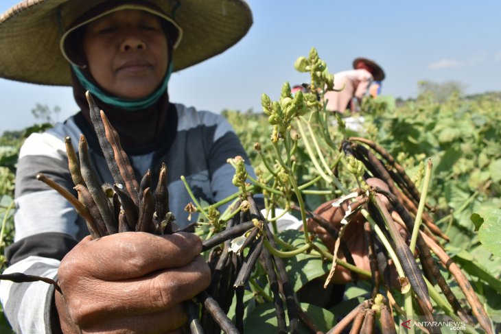 Panen kacang hijau