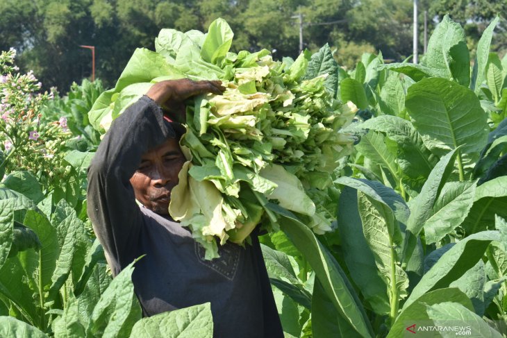 Petani Madiun panen tembakau