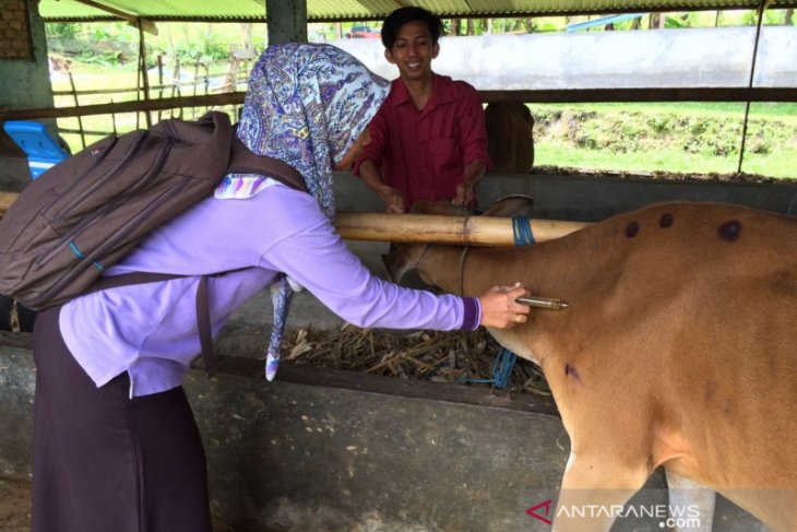 Rejang Lebong terima 500 dosis vaksin jembrana