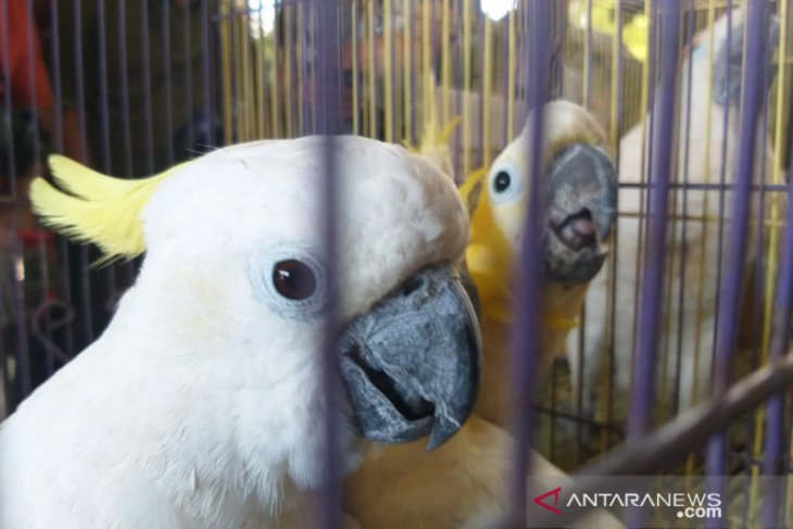 BBKP Surabaya gagalkan penyelundupan puluhan ekor burung langka (Video)