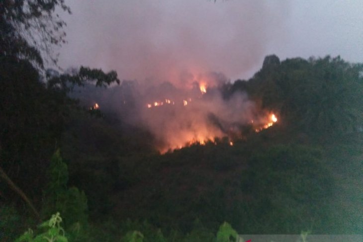 Brigdalkar Batanghari: 250 hektare kawasan Tahura Sultan Thaha terbakar