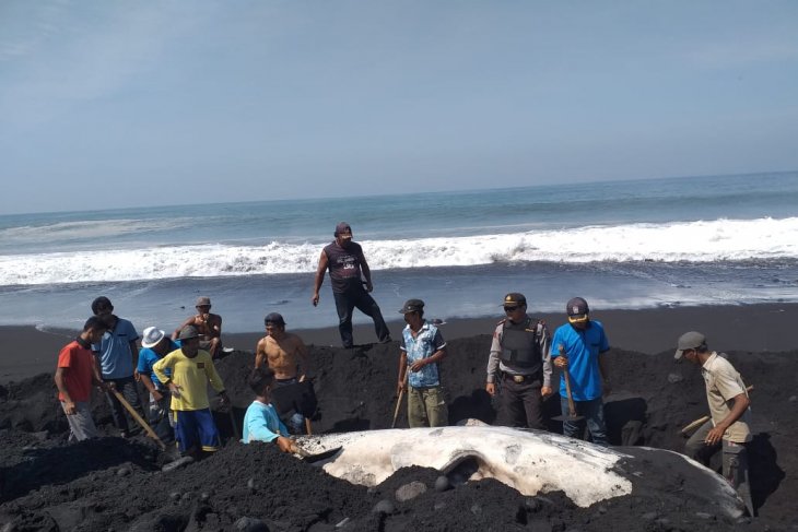 Dinas Perikanan Lumajang kubur bangkai paus yang terdampar di Pantai Kajaran