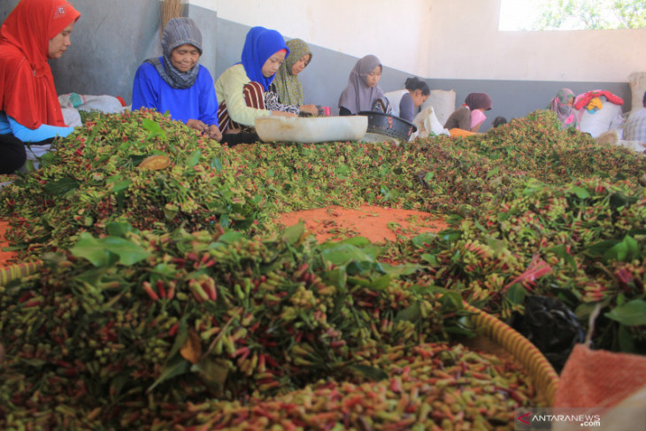 Petani lebak panen cengkih, penghasilan sampai Rp15 juta