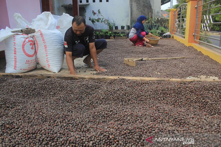 Produksi Kopi Lokal Kuningan