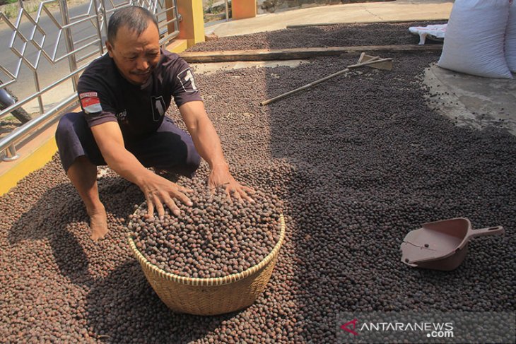 Produksi Kopi Lokal Kuningan