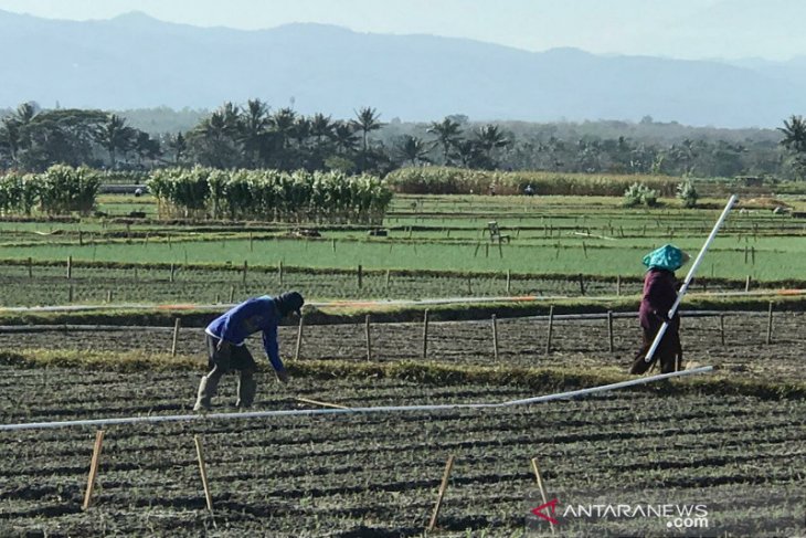 Hama ulat grayak diminta diwaspadai petani di Gunung Kidul