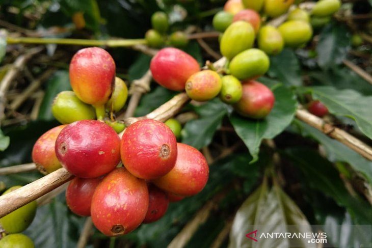 Kopi Gayo masuki masa panen kedua, harga jual di bawah standar