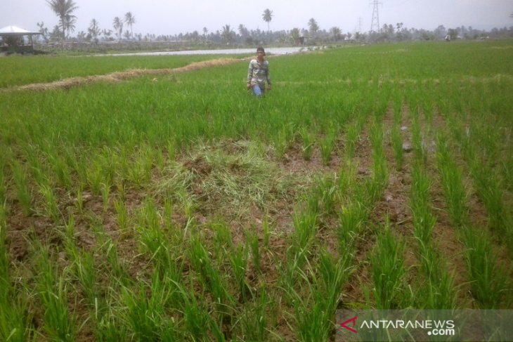 Puluhan hektare lahan pertanian di Rejang Lebong terdampak kekeringan