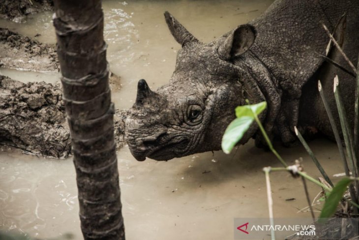 Sumatran Rhino Sanctuary in East Aceh to protect endangered species