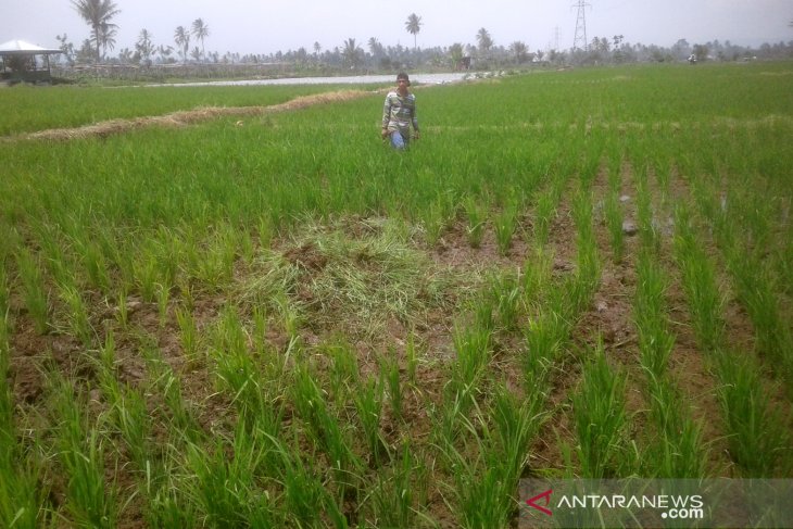 Ratusan hektare lahan pertanian di Rejang Lebong Bengkulu terdampak kekeringan