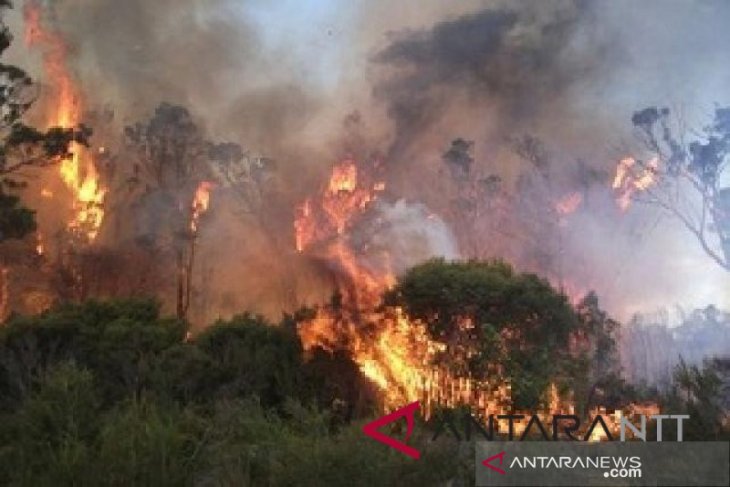 BMKG confirms detection of 136 hotspots in 12 NTT districts
