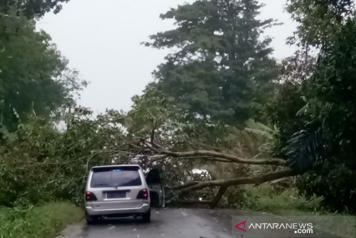Pohon tumbang halangi Jalinsum Gunung Tua - Pal XI