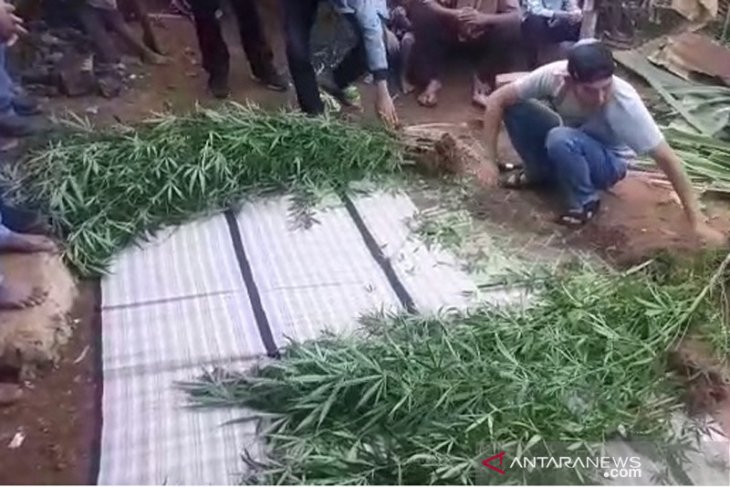 Tanam ganja di belakang rumah, tiga warga kota Bengkulu ditangkap