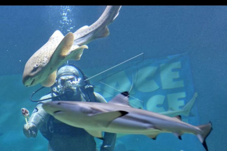 Pertunjukan Live Feeding Shark