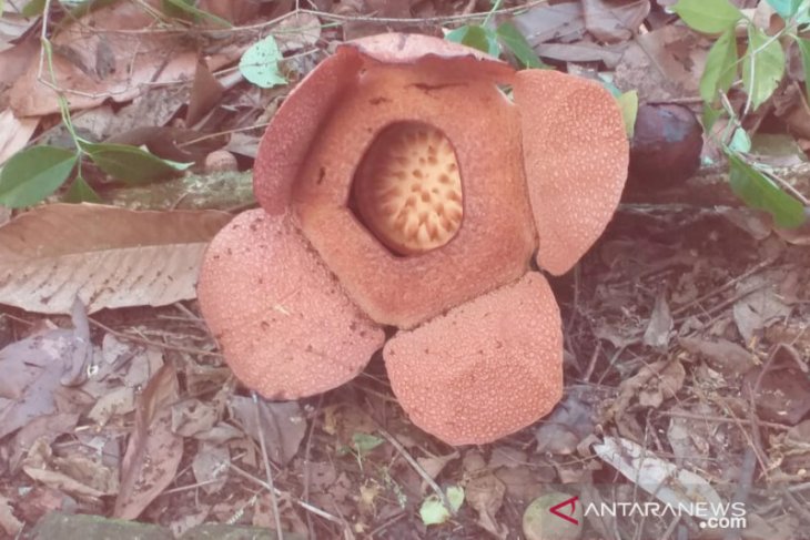 Rafflesia dan kibut mekar di Kebun Raya Bogor