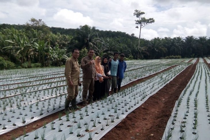 Bengkulu bangun gudang penyimpan bawang di Mukomuko