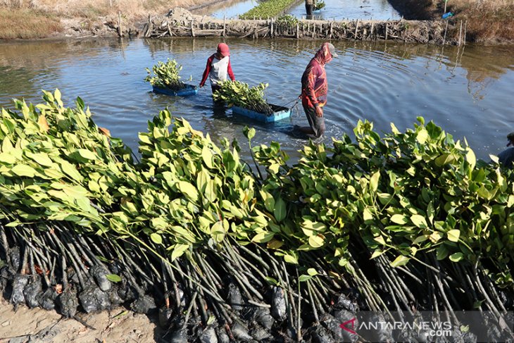 Budidaya Pembibitan Mangrove