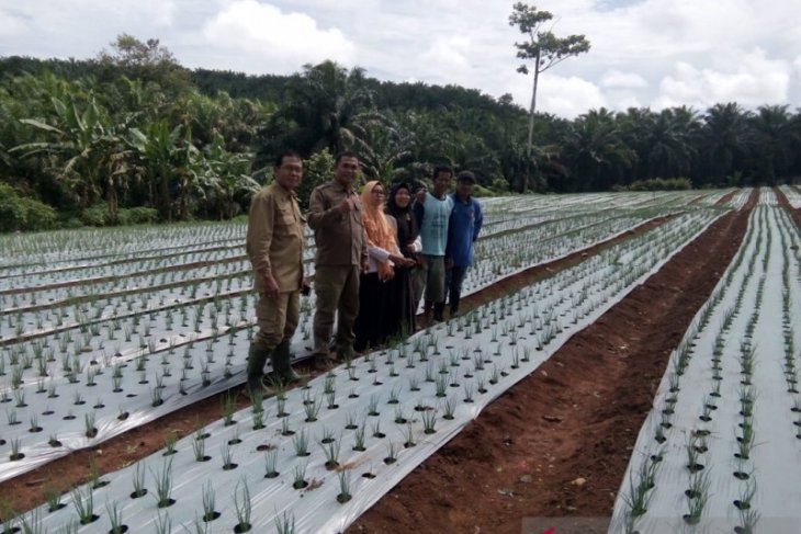 Petani Mukomuko beralih kembangkan tanaman bawang merah