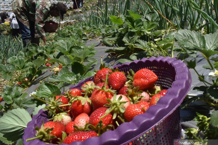 Panen buah strawberry