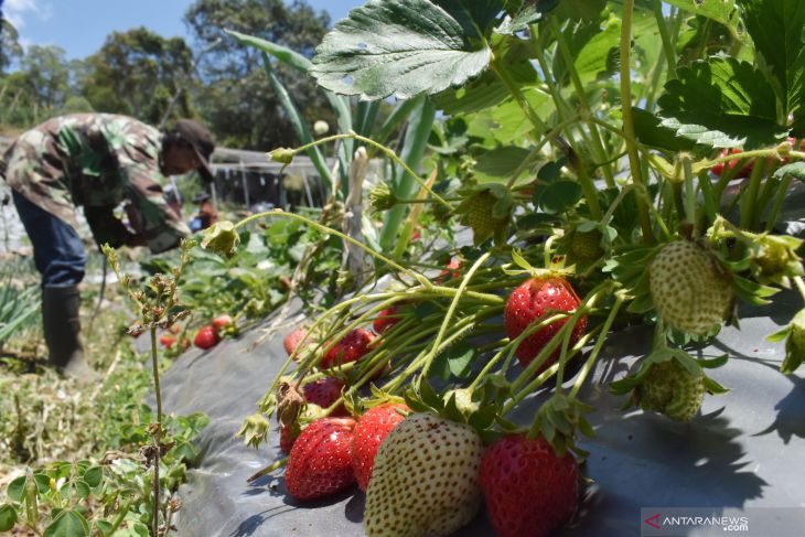 Panen buah strawberry