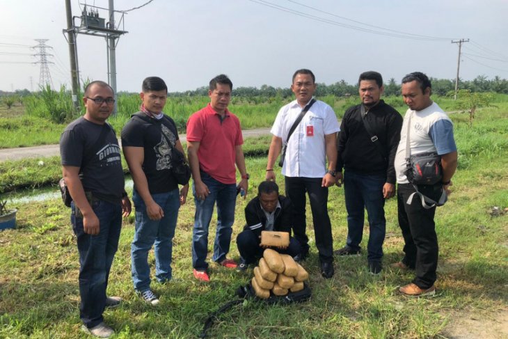 Polisi Langkat ringkus kakek asal Aceh pembawa ganja
