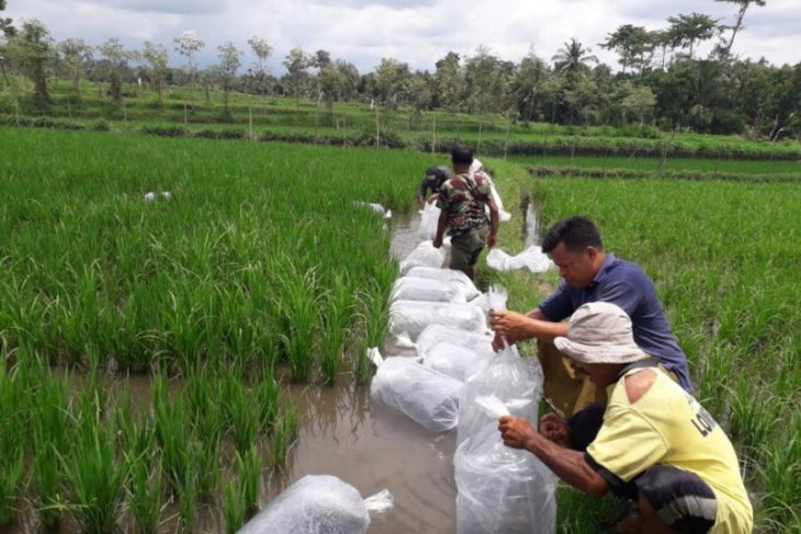 Petani Buleleng kembangkan mina-padi saat pandemi