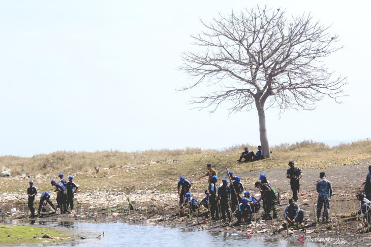 Tanam mangrove di pesisir