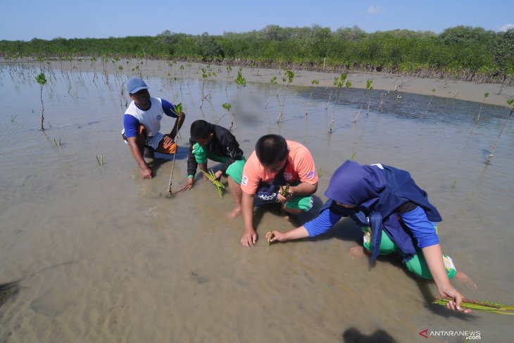 Tanam mangrove