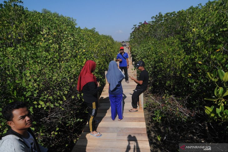 Wisata edukasi mangrove