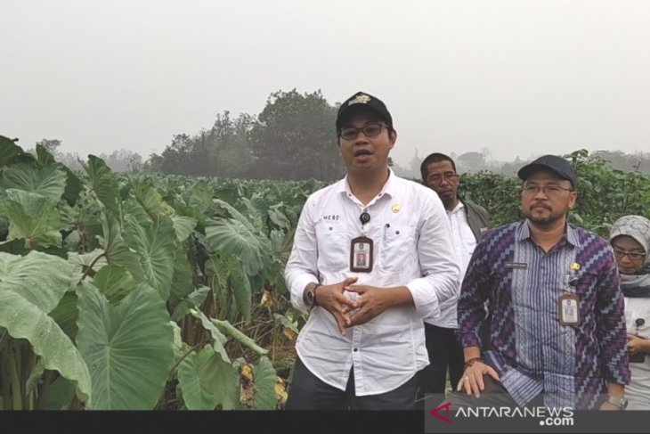 Keladi Singkawang jadi unggulan, Distan Kalbar kembangkan secara khusus