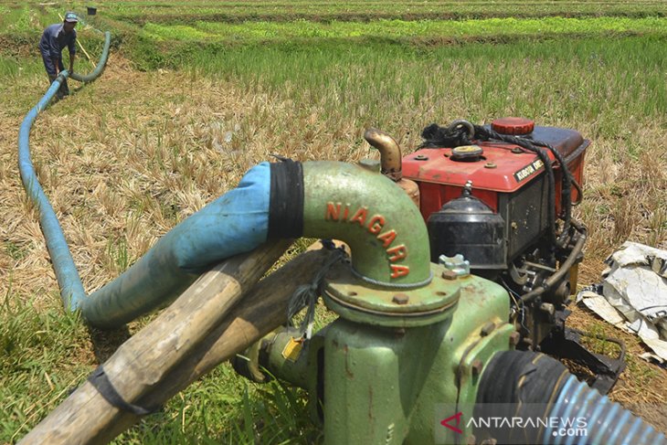 Petani Gunakan Pompa Air Untuk Pengairan