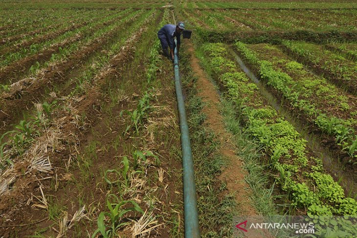 Petani Gunakan Pompa Air Untuk Pengairan