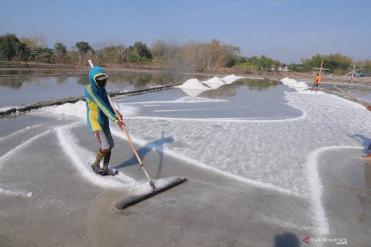 Jokowi chairs meeting to expedite absorption of local farmers' salt