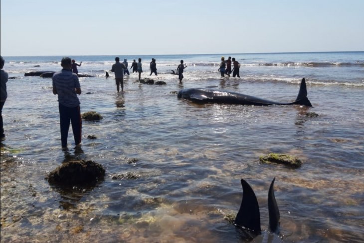 17 whale strandings recorded on Sabu Raijua Coast