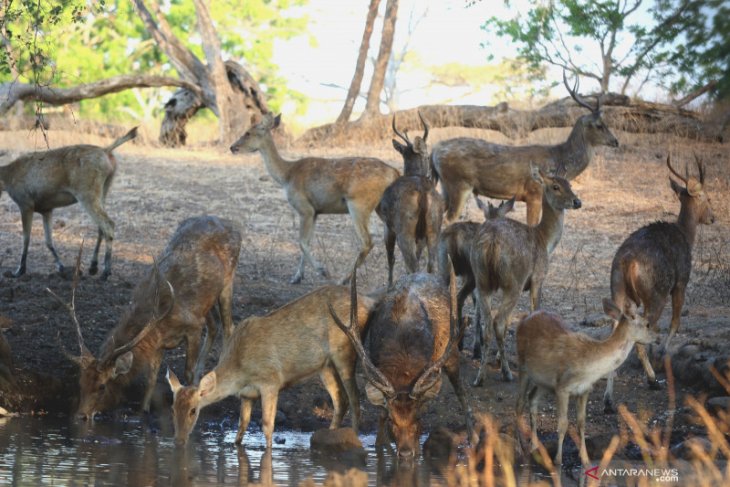 Musim Kemarau di Taman Nasional Baluran