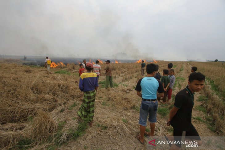 Kebakaran Lahan Di Kalsel