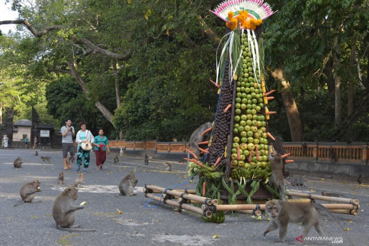 Pengelola Alas Kedaton Bali gratiskan tiket masuk bagi wisatawan domestik/lokal (video)