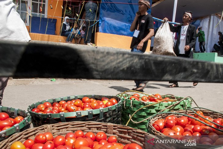 Tradisi Rempug Perang Tomat