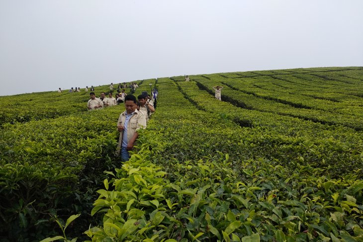 Kerinci akan pecahkan rekor muri petik daun teh terbanyak