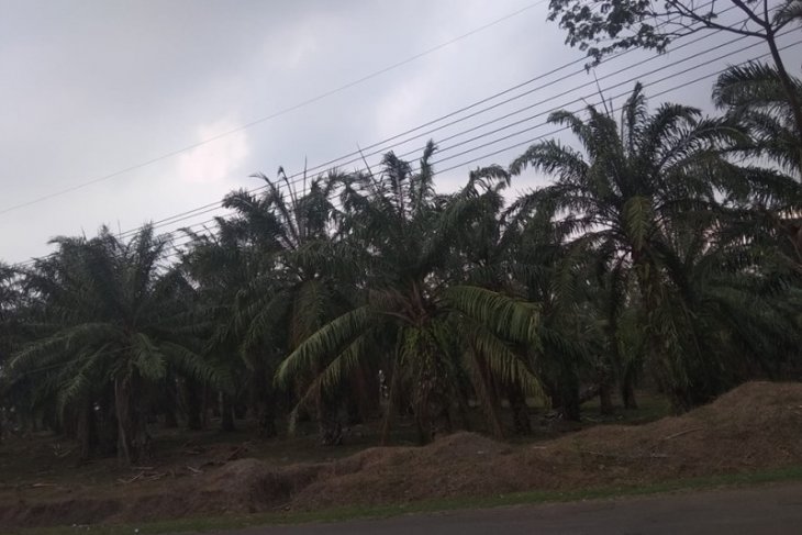 Harga kelapa sawit di Lebak anjlok hanya RP500/kg