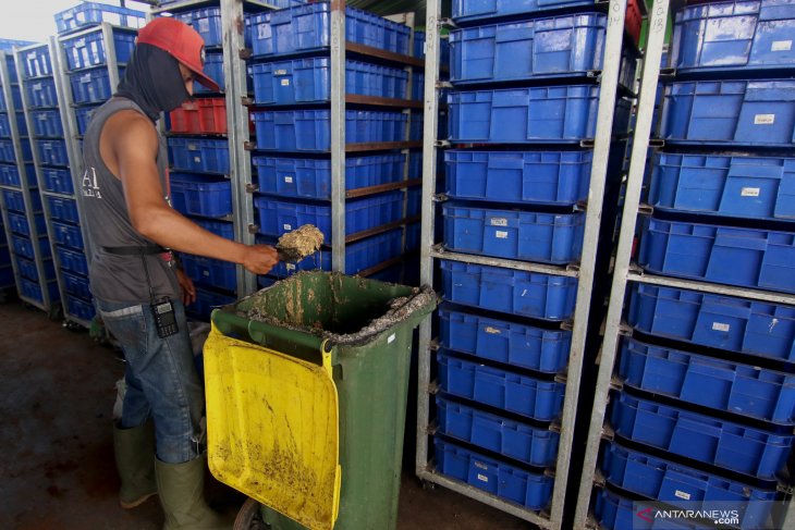 Lalat hitam pengurai sampah organik