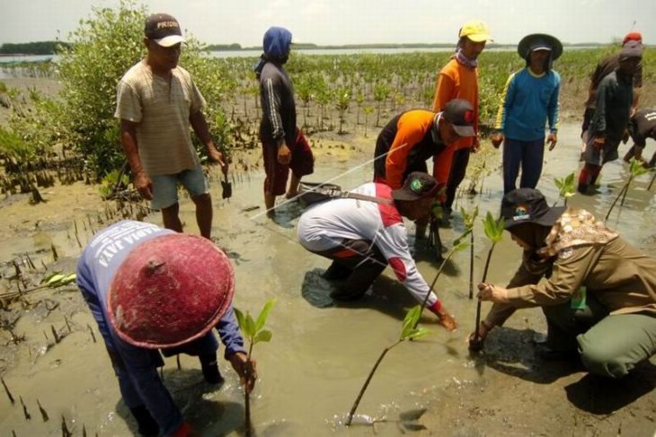 Menanam mangrove