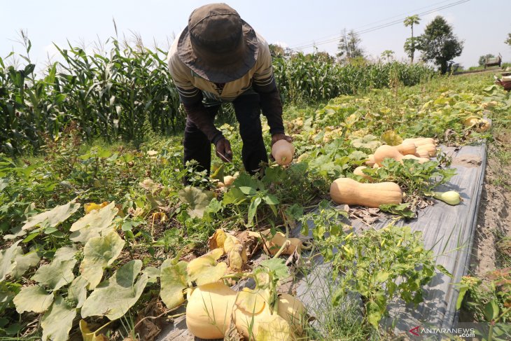 Petani beralih tanam labu madu