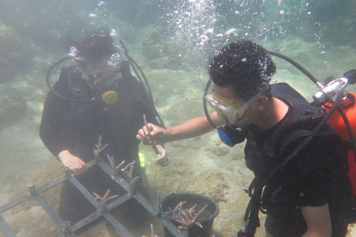 GenBI Jember tanam terumbu karang