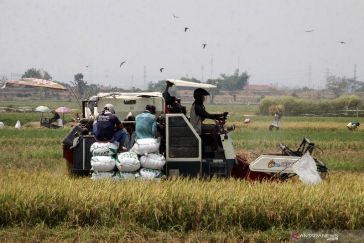 Sektor pertanian lokomotif penyelamat dari resesi