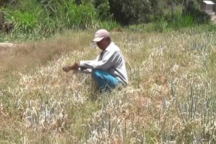 Ratusan hektare tanaman sayuran di Magetan  terancam gagal 